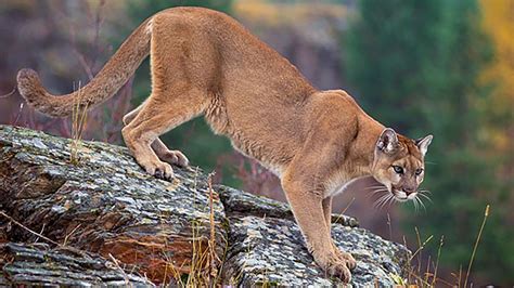 Pumas are also called cougars, panthers and mountain lions. Sacrifican pumas en Arizona que se habían alimentado con ...
