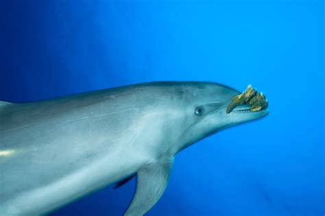Bottlenose Dolphin Numbers Declined By ‘12 Following Marine Heatwave