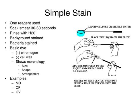 Ppt Bacterial Staining Powerpoint Presentation Id502480