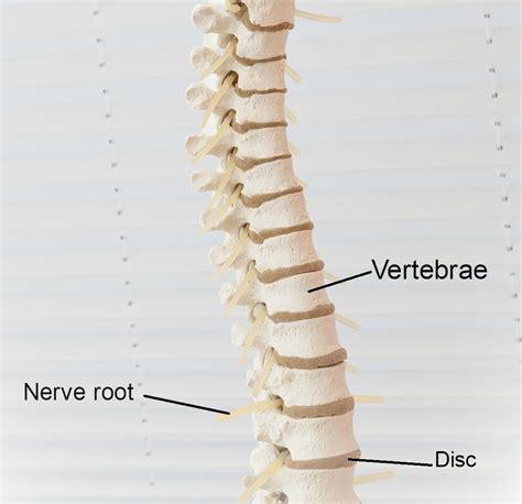 Where Is L5 S1 On Spine