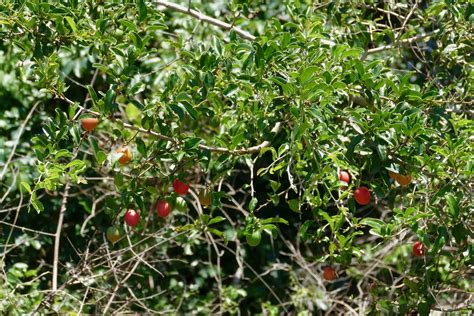 Smooth Sourplum Ximenia Caffra Eastern Shores Isimangal Flickr