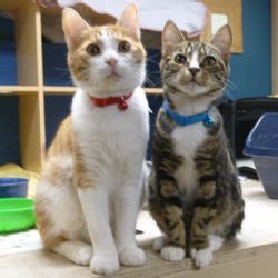 Aaha standards for accreditation set the benchmark for excellence in veterinary practice. Best Cat Hotels Near Me - December 2020: Find Nearby Cat ...