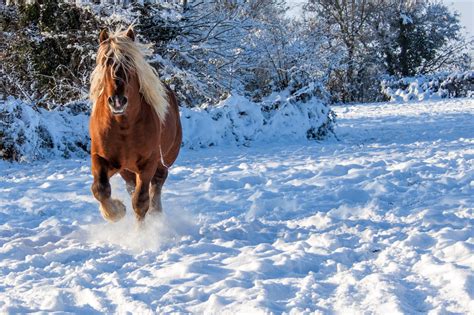 31 Horses In Snow Wallpaper Pics