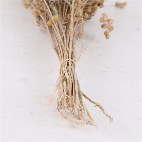 Dried Linum Flax Bleached White Atlas Flowers