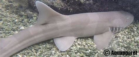 The Brown Banded Bamboo Shark Aquapparel