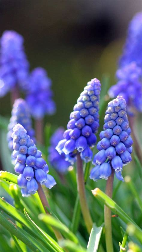 Blue Flower Wallpaper For Iphone Bing Images Spring