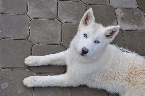 85 Stunning Alaskan Dog Names My Dogs Name
