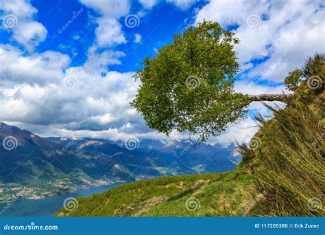 The Birch Tree Growing Horizontally Out Of The Slope On A Mountain