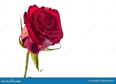 Red Rose Isolated Stock Image Image Of Isolated Beautiful 12479925