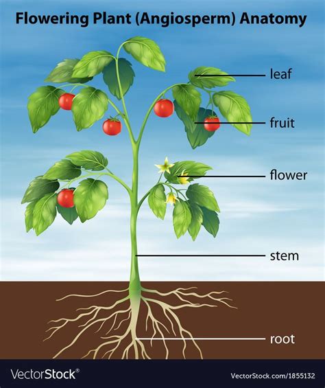 Parts Of A Tomato Plant Royalty Free Vector Image Tomato Plants