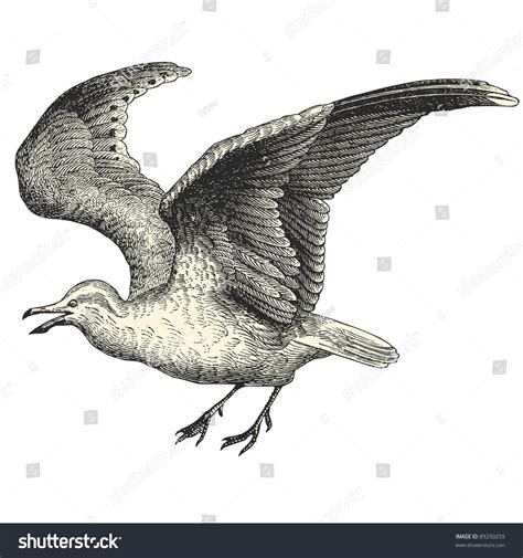 Seagull Vintage Engraved Illustration Cent Dhistoire Stock Vector