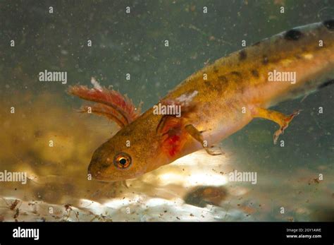 Newt Larvae With Gills In Water Amphibian Larvae Stock Photo Alamy