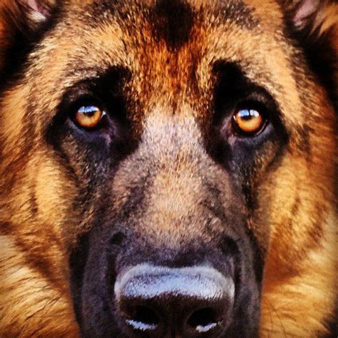 German Shepherd Proof The Eyes Are Windows To The Soul German