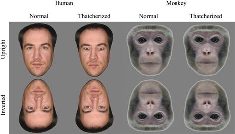 8 Human Like Behaviors Of Primates Live Science