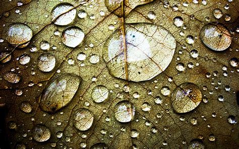 Beautiful Water Drops Weneedfun Hd Wallpaper Pxfuel