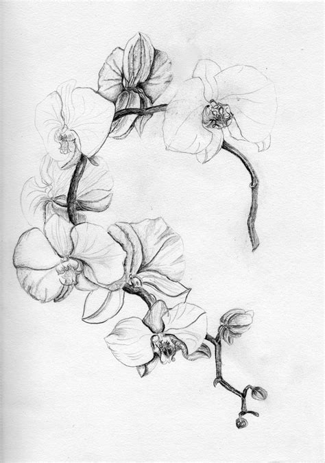 Orchid tattoo meaning there's just something about an orchid tattoo that creates a wild but elegant style. Pin auf Flowers