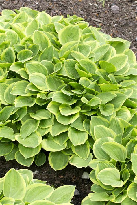 12 Colorful Hosta Types For Your Garden