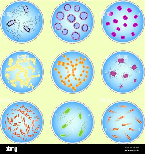 Stylized Image Of Different Types Of Bacteria Under Microscope Stock