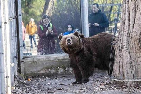 Holnemvolt park állatbébik az állatkertben információk április jelenlegi nyitvatartásunk: Meglátta árnyékát a fővárosi állatkert medvéje: hosszú ...