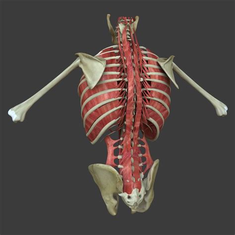Muscles Of Torso Muscles Of The Neck And Torso Classic Human