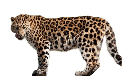 Amur Leopard Felidae Amur River Cheetah African Leopard Leopard Png