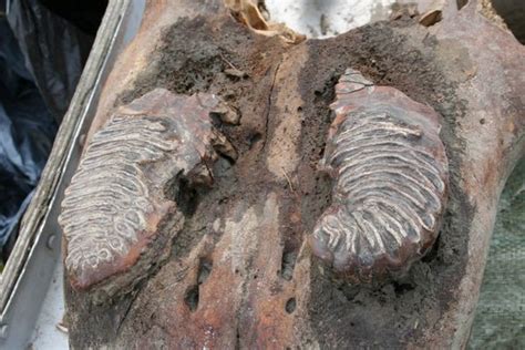 Effort To Clone Woolly Mammoth Takes Big Step Forward Huffpost