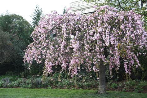 Pink Flowering Trees Garden Wendys Hat