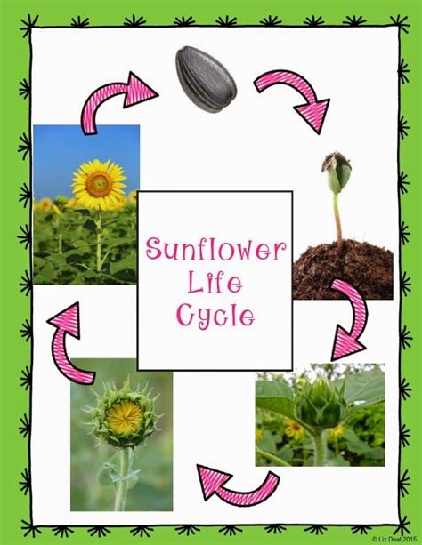 Sunflower Life Cycle Posters Sunflower Life Cycle Plant Life Cycle