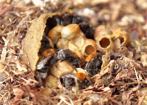 Some of the bumblebees which make smaller nests, bombus pratorumand b. HB911: Identify