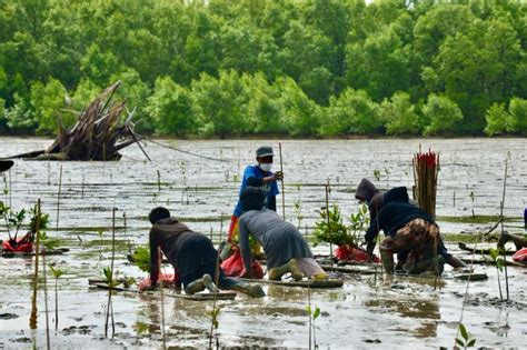 Pemkab Seruyan Perkuat Sinergi Dalam Pelestarian Kawasan Mangrove
