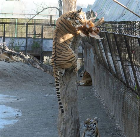 Zoo Haltung In Den Tierparks Leben Chinas ärmste Kreaturen Welt