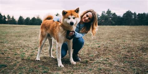 Akita Training For Your Best Friend Akita Dogs And Puppies