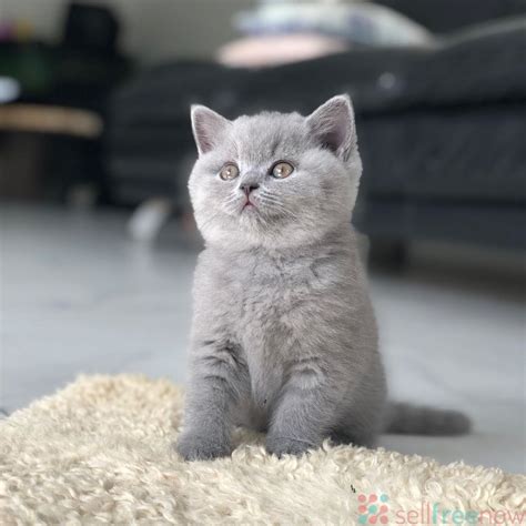 Our contacts are soft and safe. British Shorthair Price In Delhi - Cats Family