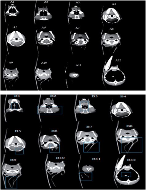 A1 To A12 For Ct Scan Image Of Rabbit Treated With Iodine Contrast And