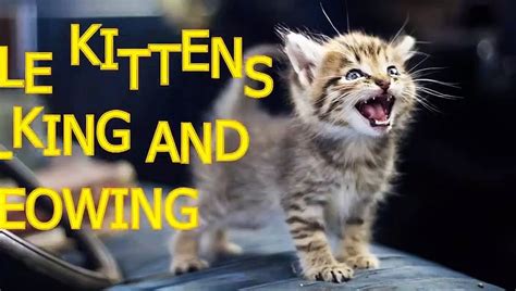 Little Kittens Meowing And Talking Cute Cat Compilation Vidéo
