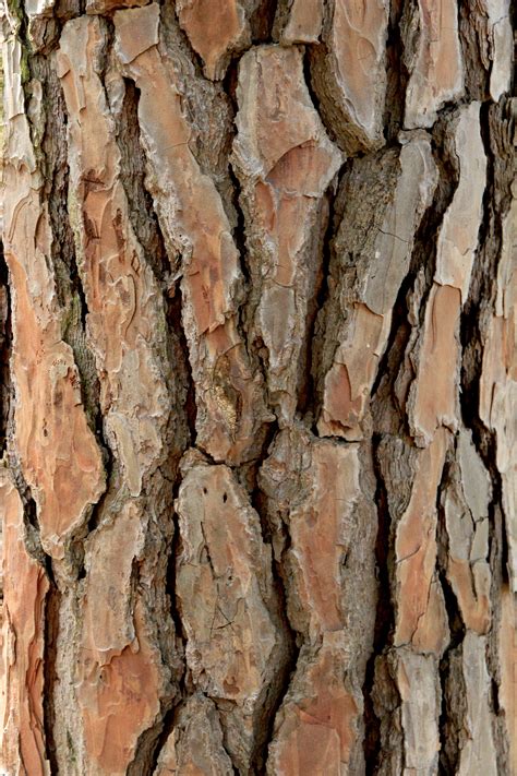 Tree Bark Seamless Texture Royalty Free Stock Image Storyblocks Images
