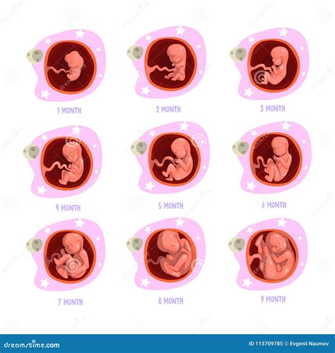Process Of Pregnancy From 1st To 9th Months Fetal Development Baby