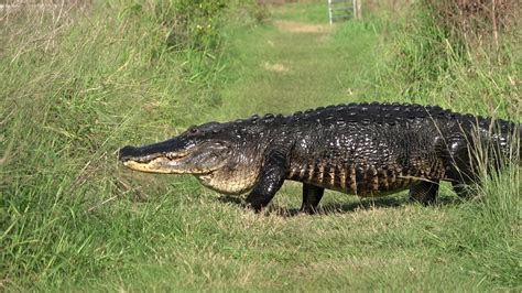 Alligator Walking Across Trail Youtube