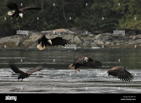 Five Bald Eagles Fishing Together Near Campbell River British Columbia