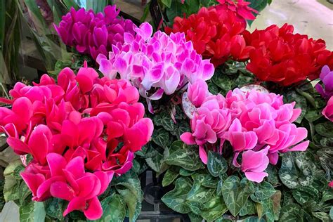 How To Grow And Care For Cyclamen Houseplants