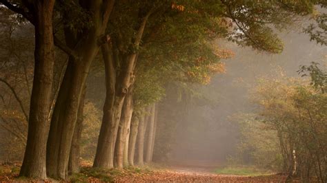 Misty Forest Road Wallpapers Wallpaper Cave