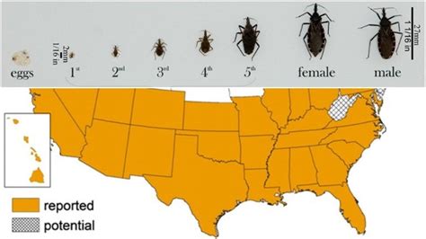 Deadly ‘kissing Bug Spreads To More Than Half Of Us