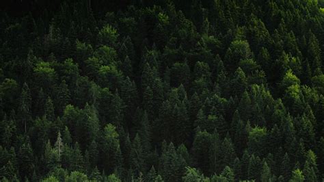 Download Wallpaper 1366x768 Forest Trees Coniferous Green Treetops