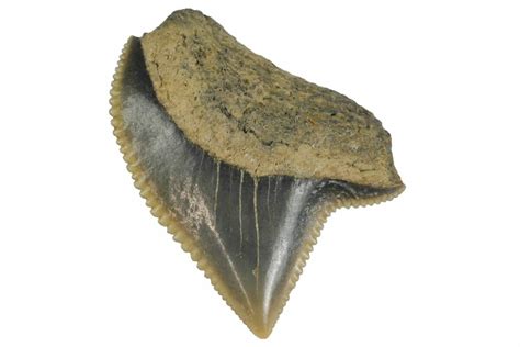 5 Fossil Crow Shark Squalicorax Tooth Texas 164667 For Sale