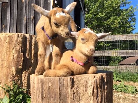 Twin Goats Remind Us There Are Annoying Siblings Across All Species