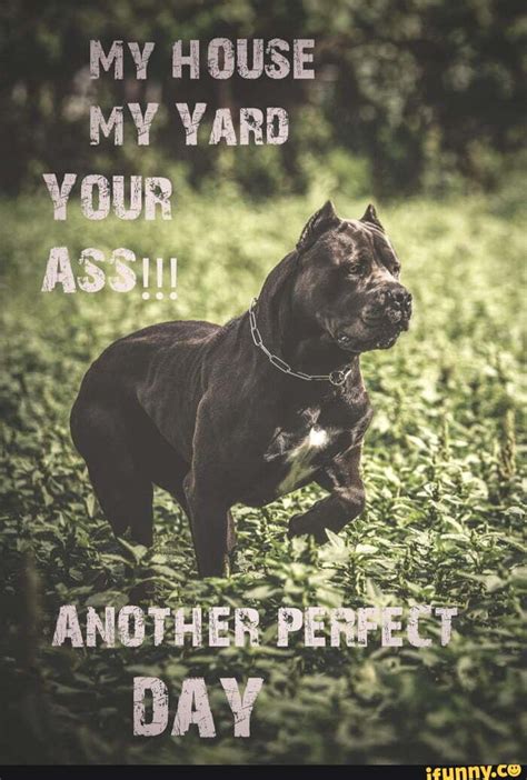 Canecorso Memes Best Collection Of Funny Canecorso Pictures On Ifunny
