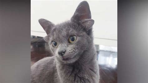 Midas The Cat Who Was Born With Four Ears Is Causing A Stir On The