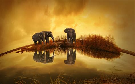 Elephants Thailand Hd Animals 4k Wallpapers Images Backgrounds