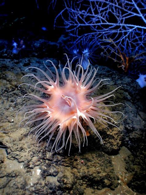 Free Images Water Ocean Plant Leaf Flower Underwater Coral