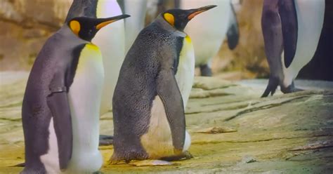 Egg Cared For By Same Sex Penguin Couple Fails To Hatch • Gcn
